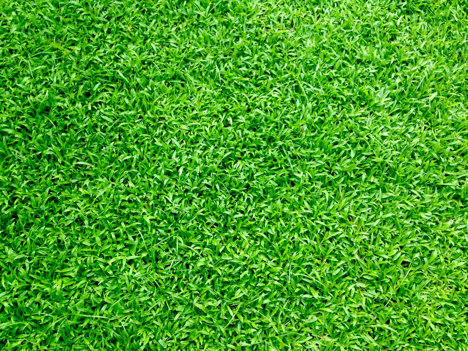 Close-up of healthy green grass