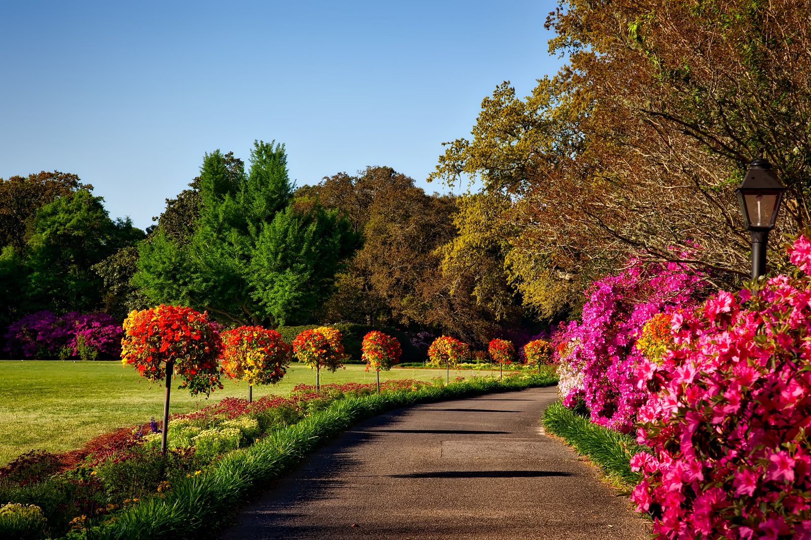 A landscaped garden path with lawn and planted borders