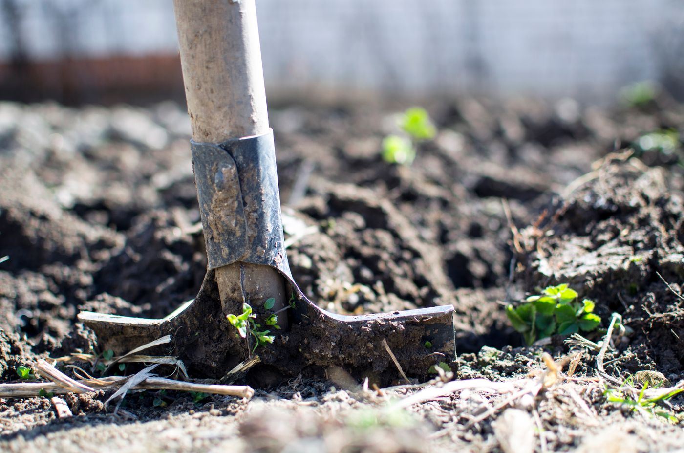 A spade in soil during a garden clearance